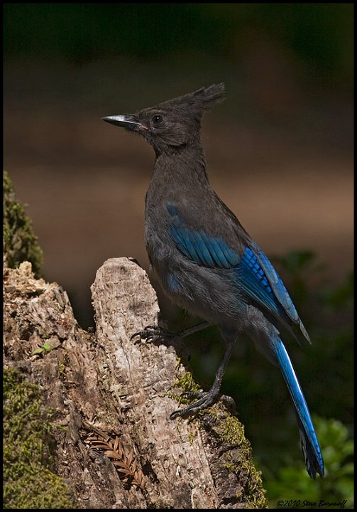 _0SB6405 stellers jay.jpg